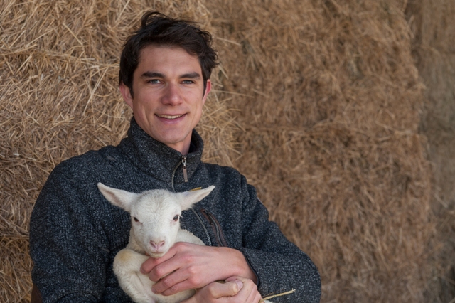 Frisch geborenes Lamm Merino d'Arles