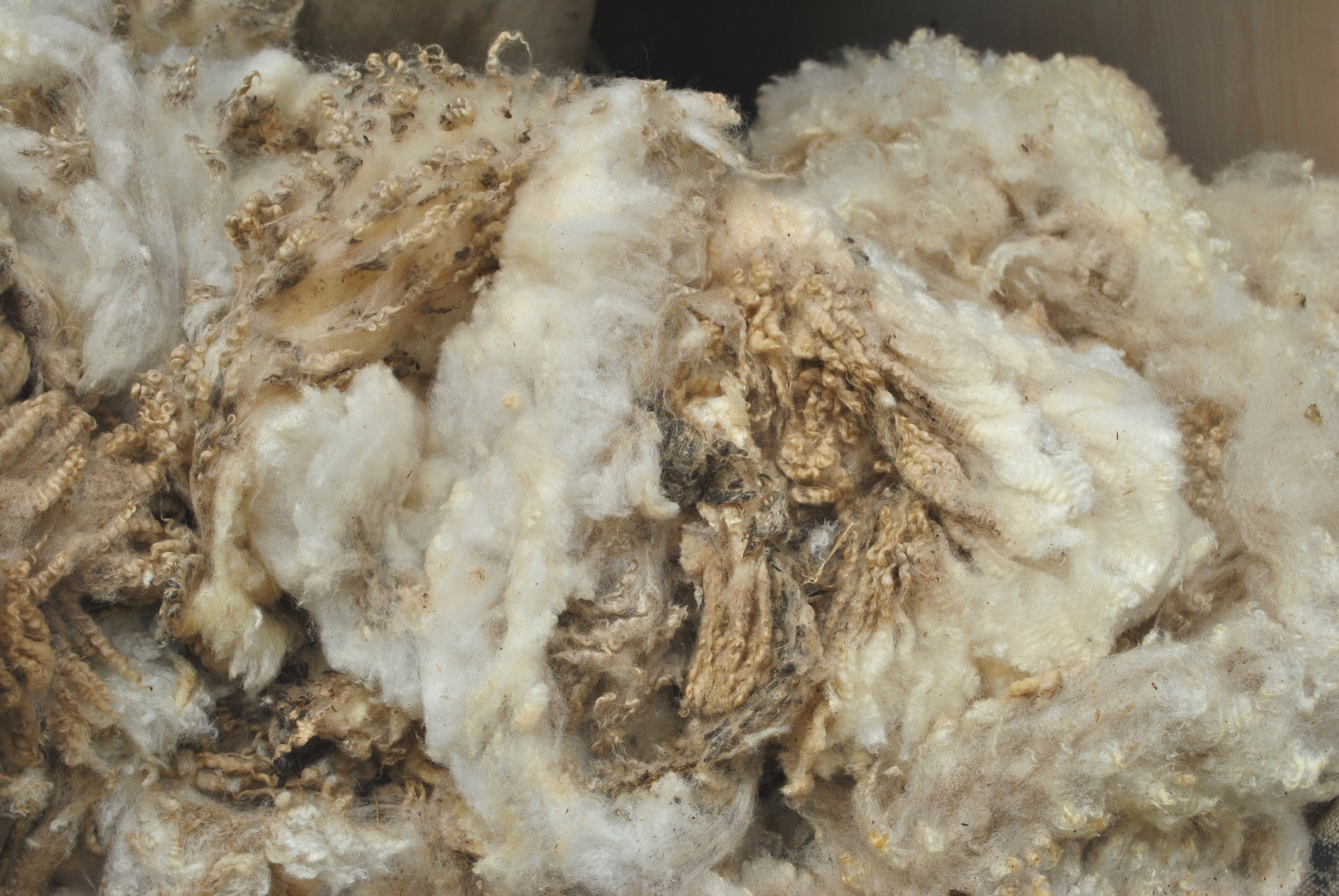 Frisch geborenes Lamm Merino d'Arles