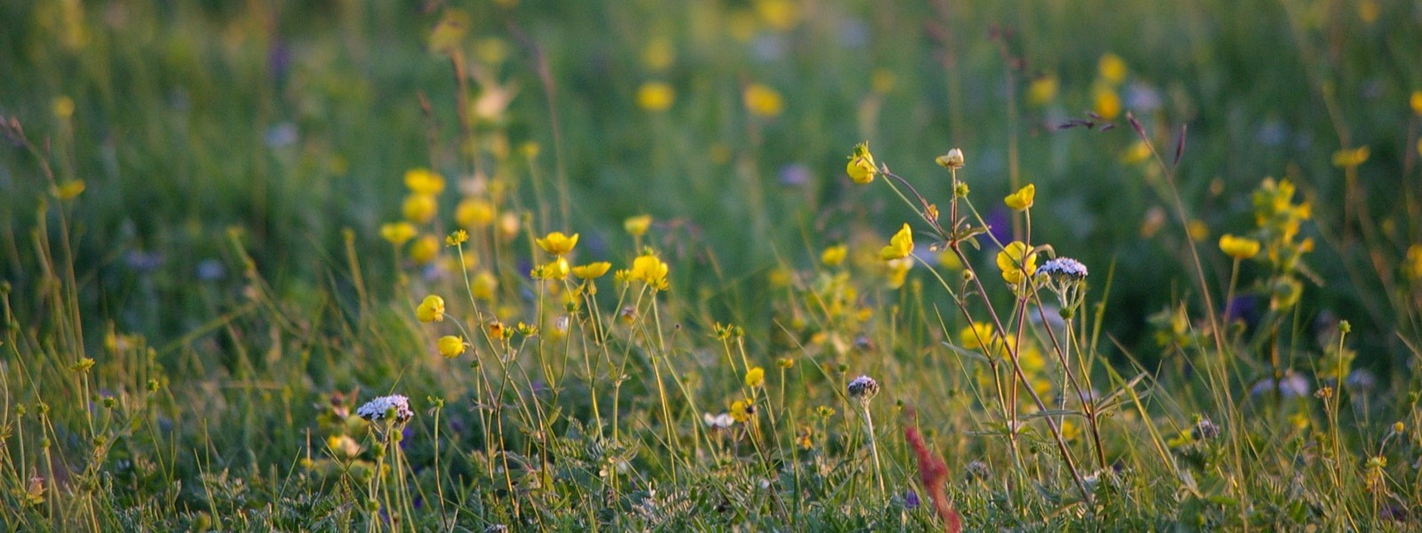 Frühlingsfrische Wiese